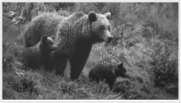 Female with cubs in northern Spain