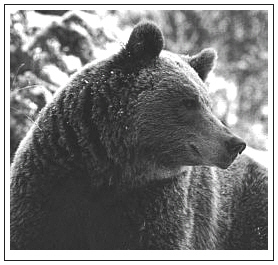 Brown bear (Ursus arctos)